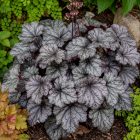 Tűzeső 'Shanghai' (Heuchera)