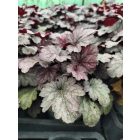 Tűzeső 'Shanghai' (Heuchera)