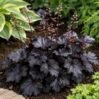 Tűzeső  ‘Black Taffeta’ (Heucherella)