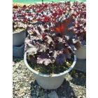Tűzeső  ‘Black Taffeta’ (Heucherella)