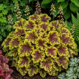 Tűzeső 'Solar Eclipse' (Heucherella)
