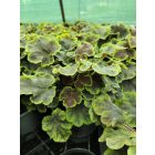 Tűzeső 'Solar Eclipse' (Heucherella)