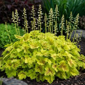 Tűzeső  ‘Solar Power’ (Heucherella)