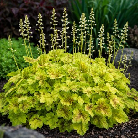 Tűzeső  ‘Solar Power’ (Heucherella)