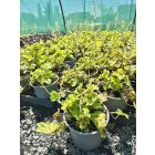 Tűzeső  ‘Solar Power’ (Heucherella)