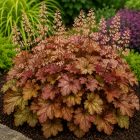 Tűzeső  'Sweet Tea' (Heucherella)