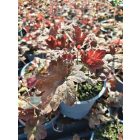 Tűzeső  'Sweet Tea' (Heucherella)