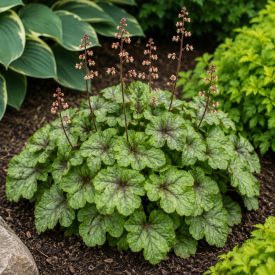 Tűzeső  ‘Tapestry’ (Heucherella)