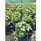 Tűzeső  ‘Tapestry’ (Heucherella)
