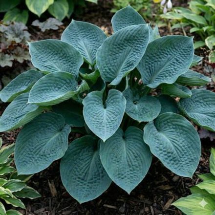 Árnyékliliom 'Abiqua Drinking Gourd' (Hosta)