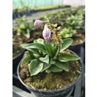 Árnyékliliom ‘Blue Mouse Ears’ (Hosta)