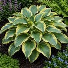 Árnyékliliom ‘First Frost’ (Hosta)