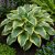 Árnyékliliom ‘First Frost’ (Hosta)
