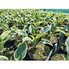 Árnyékliliom ‘First Frost’ (Hosta)