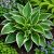 Árnyékliliom ‘Francee’ (Hosta)