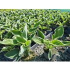 Árnyékliliom ‘Francee’ (Hosta)