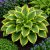 Árnyékliliom ‘Golden Tiara’ (Hosta)