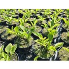 Árnyékliliom ‘Golden Tiara’ (Hosta)