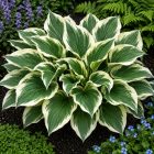Árnyékliliom ‘Patriot’ (Hosta)