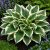 Árnyékliliom ‘Patriot’ (Hosta)