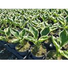 Árnyékliliom ‘Patriot’ (Hosta)