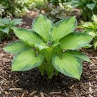 Árnyékliliom 'Guacamole'  (Hosta plantaginea)