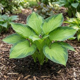 Árnyékliliom 'Guacamole'  (Hosta plantaginea)