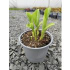 Árnyékliliom 'Guacamole'  (Hosta plantaginea)