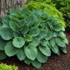 Árnyékliliom ‘Elegans’ (Hosta sieboldiana)