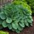 Árnyékliliom ‘Elegans’ (Hosta sieboldiana)