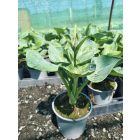 Árnyékliliom ‘Elegans’ (Hosta sieboldiana)