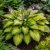 Árnyliliom 'Sunset Grooves' (Hosta)