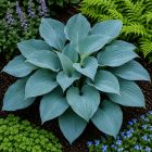 Árnyékliliom ‘Halcyon’ (Hosta tardiana)
