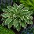 Árnyékliliom ‘Albomarginata’ (Hosta undulata)