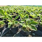 Árnyékliliom ‘Albomarginata’ (Hosta undulata)