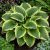 Árnyékliliom ‘Wide Brim’ (Hosta)