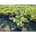 Árnyékliliom ‘Wide Brim’ (Hosta)