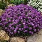 Örökzöld tatárvirág ‘Amethyst’ (Iberis sempervirens)