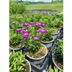 Örökzöld tatárvirág ‘Amethyst’ (Iberis sempervirens)
