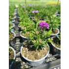 Örökzöld tatárvirág ‘Amethyst’ (Iberis sempervirens)