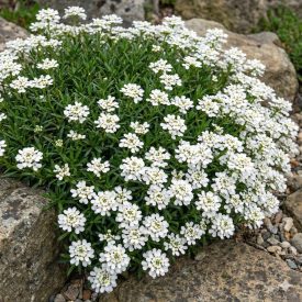   Örökzöld tatárvirág 'Fischbeck' (Iberis sempervirens)