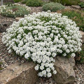   Örökzöld tatárvirág 'Snowflake' (Iberis sempervirens)