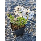 Örökzöld tatárvirág 'Snowflake' (Iberis sempervirens)