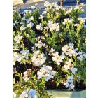 Örökzöld tatárvirág 'Snowflake' (Iberis sempervirens)