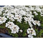 Örökzöld tatárvirág 'Snowflake' (Iberis sempervirens)