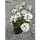 Örökzöld tatárvirág 'Snowflake' (Iberis sempervirens)