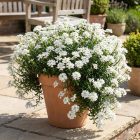 Örökzöld tatárvirág 'Whistler Compact White' (Iberis sempervirens)