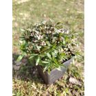 Örökzöld tatárvirág 'Whistler Compact White' (Iberis sempervirens)