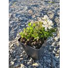 Örökzöld tatárvirág 'Whistler Compact White' (Iberis sempervirens)