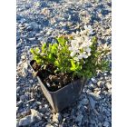 Örökzöld tatárvirág 'Whistler Compact White' (Iberis sempervirens)